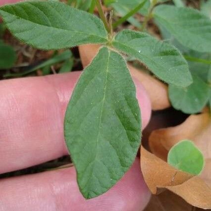 Desmodium incanum Leaf