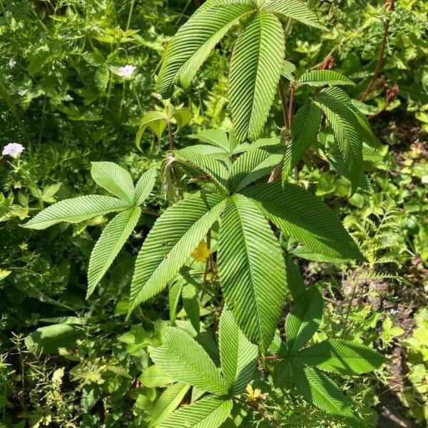 Aesculus turbinata Leaf