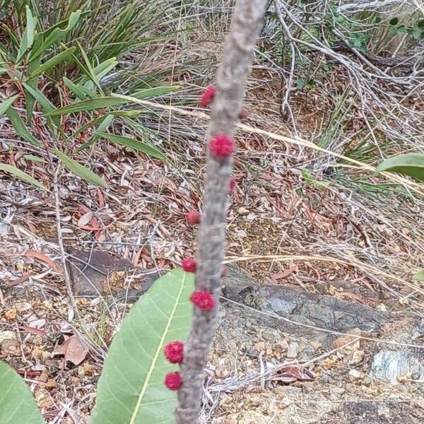 Bocquillonia sessiliflora Flower