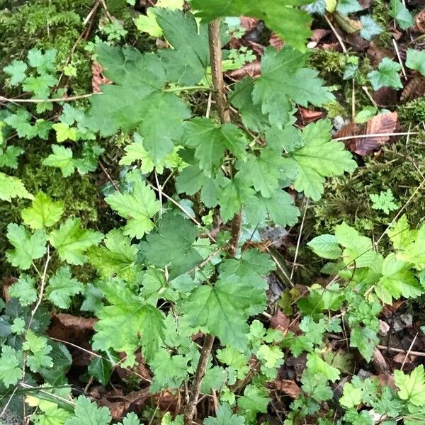 Ribes alpinum Folla