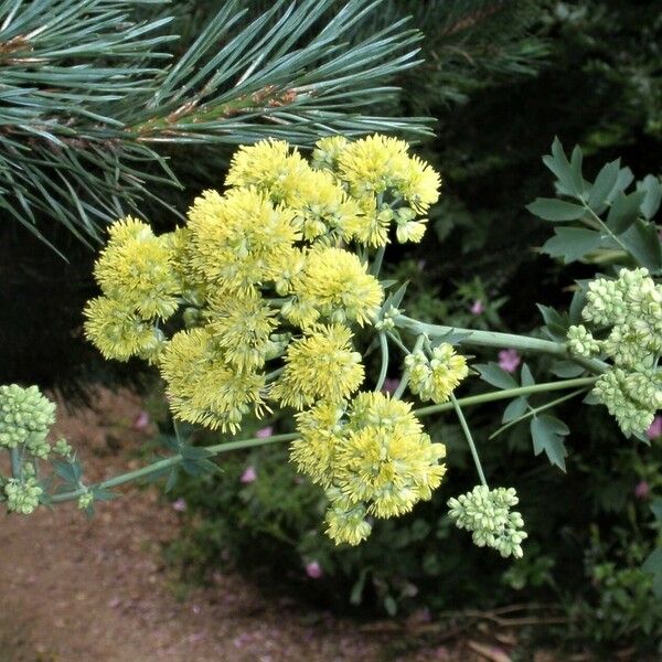 Thalictrum flavum Flower