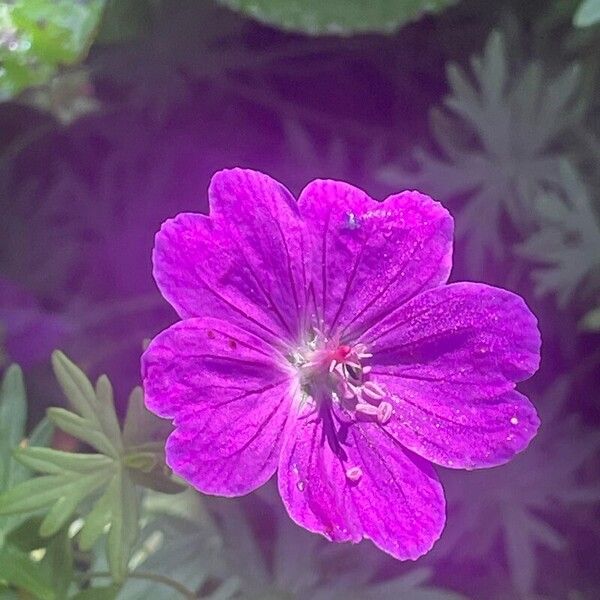 Geranium sanguineum Flower