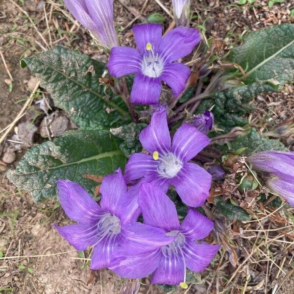 Mandragora officinarum Blatt