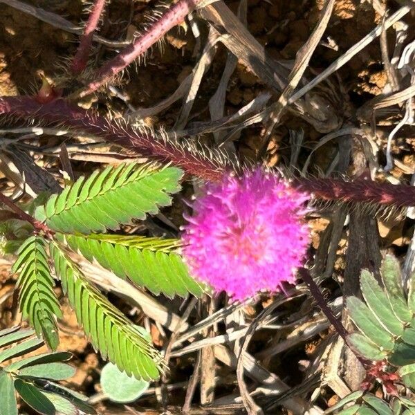 Mimosa quadrivalvis Kwiat