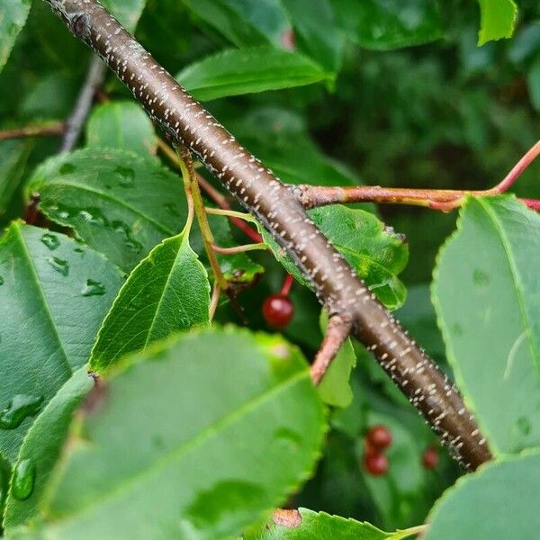 Prunus serotina Bark