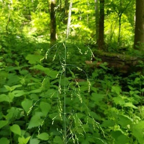 Milium effusum Fiore