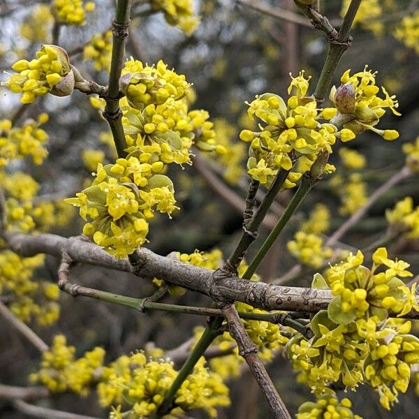 Cornus mas 花