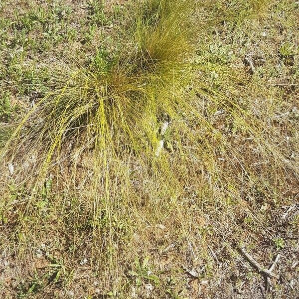 Stipa offneri Liść