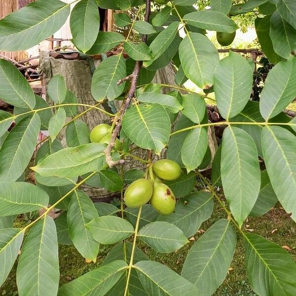 Juglans regia 果