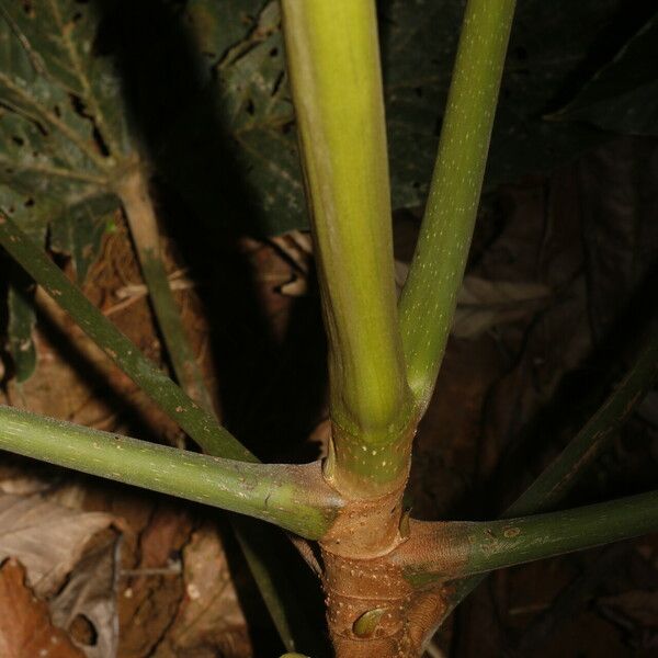 Pourouma bicolor Bark