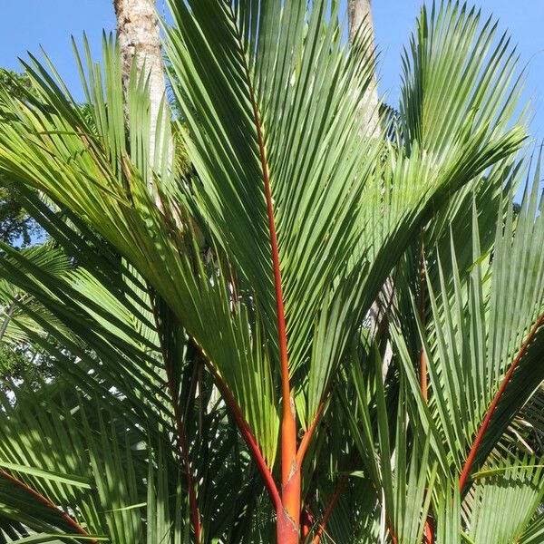 Cyrtostachys renda Habit