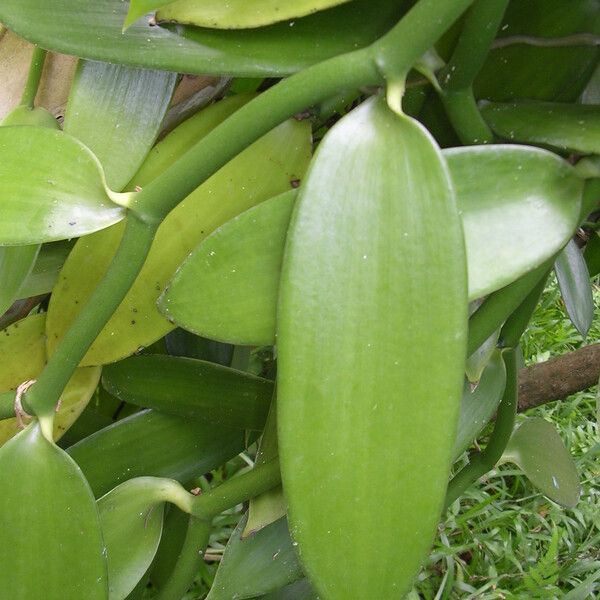 Vanilla planifolia Frunză