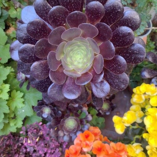 Aeonium arboreum Лист