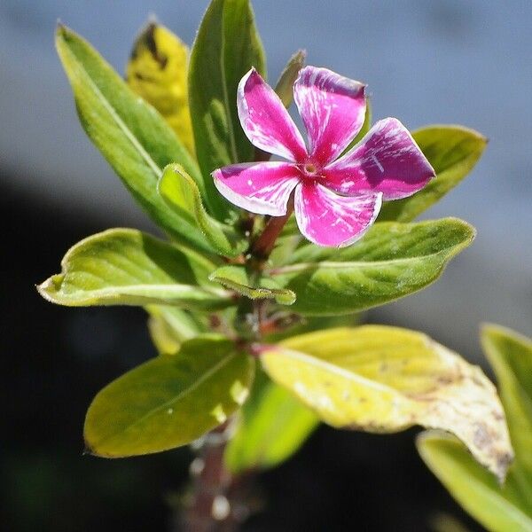 Catharanthus roseus Flower