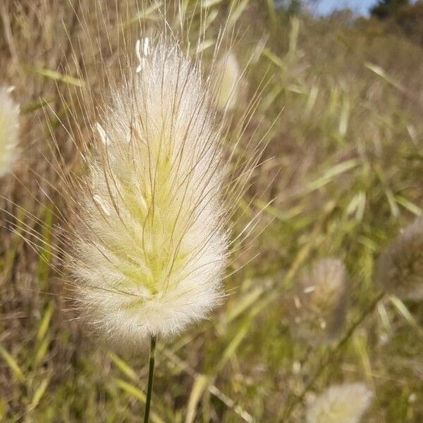 Lagurus ovatus Flower