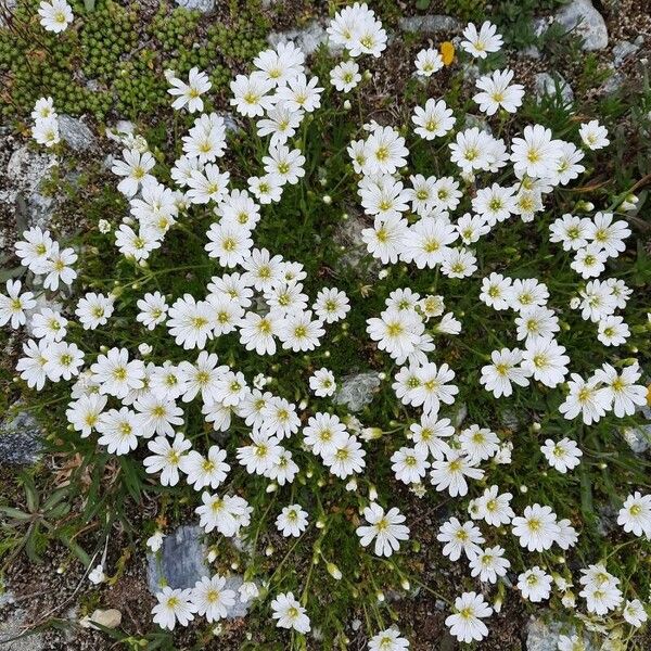 Cerastium alpinum Plante entière