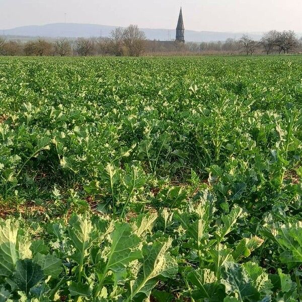 Brassica napus Характер