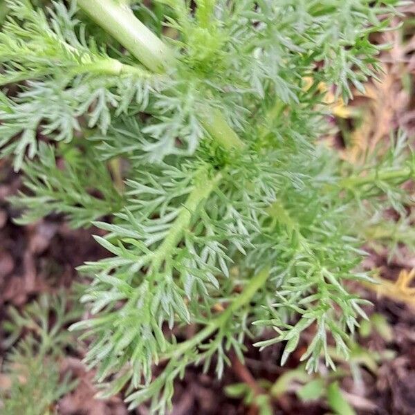 Matricaria discoidea Blatt