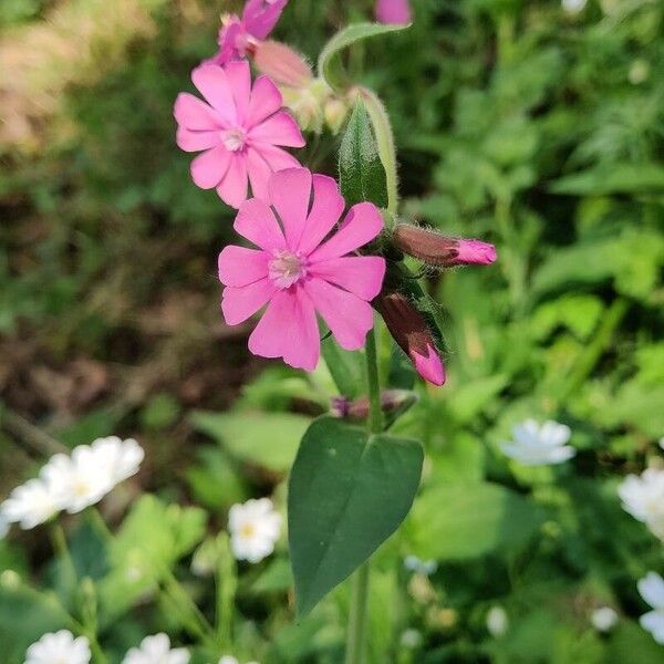 Silene pendula Blüte