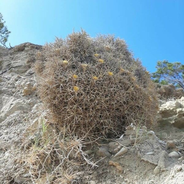 Carlina tragacanthifolia 形態