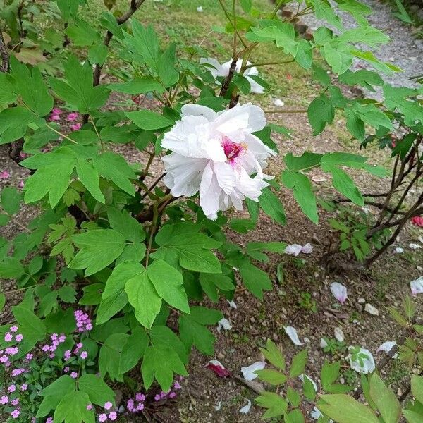 Paeonia × suffruticosa Flower