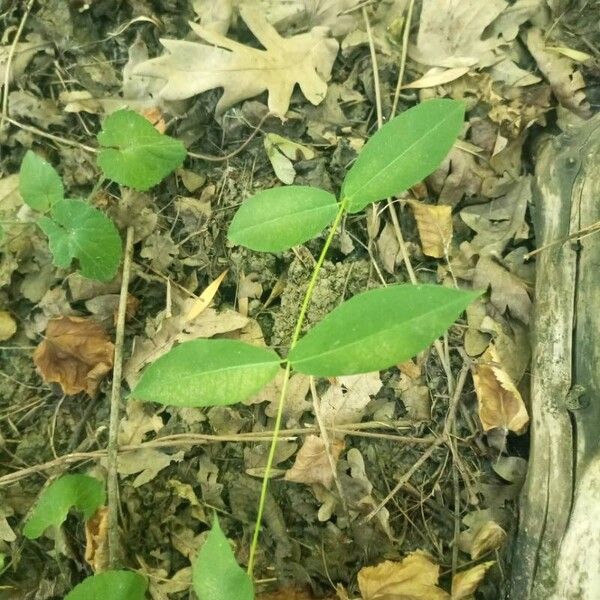 Periploca graeca Leaf