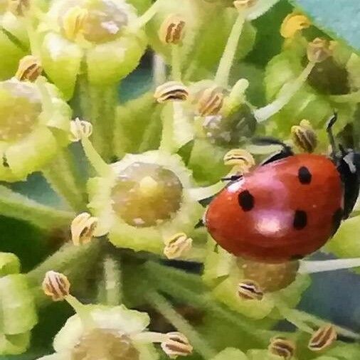 Hedera helix Cvet