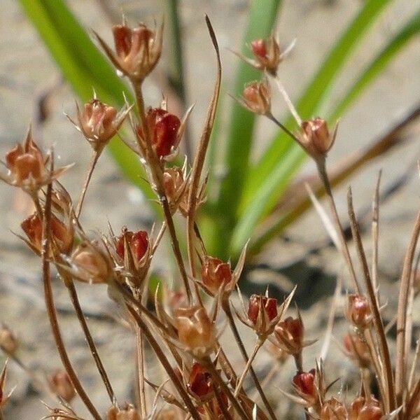 Juncus sphaerocarpus ফুল