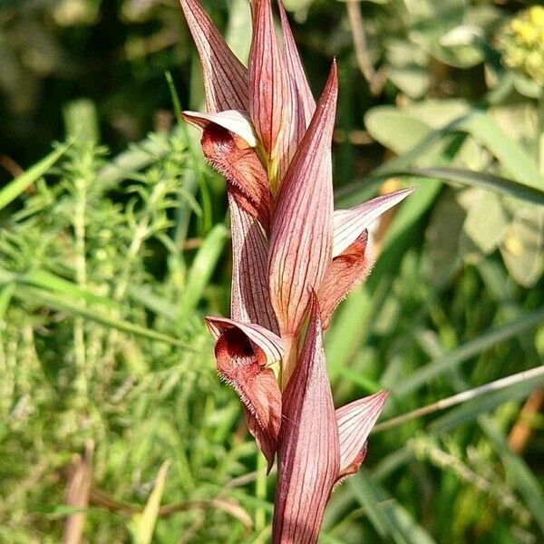 Serapias vomeracea Flor