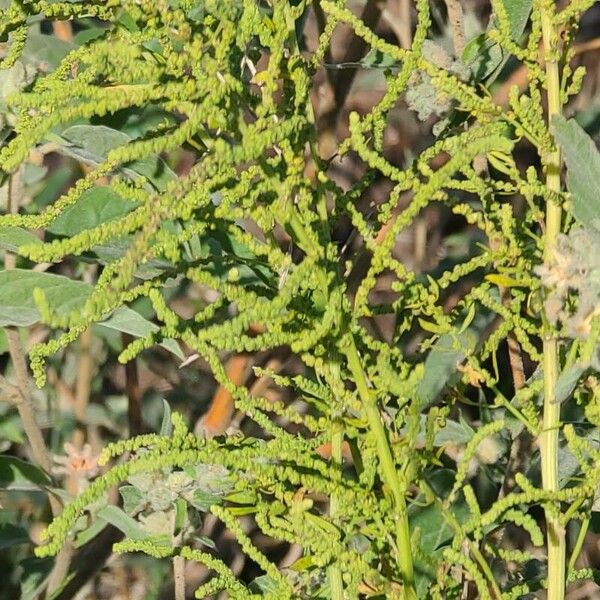 Amaranthus palmeri ഇല