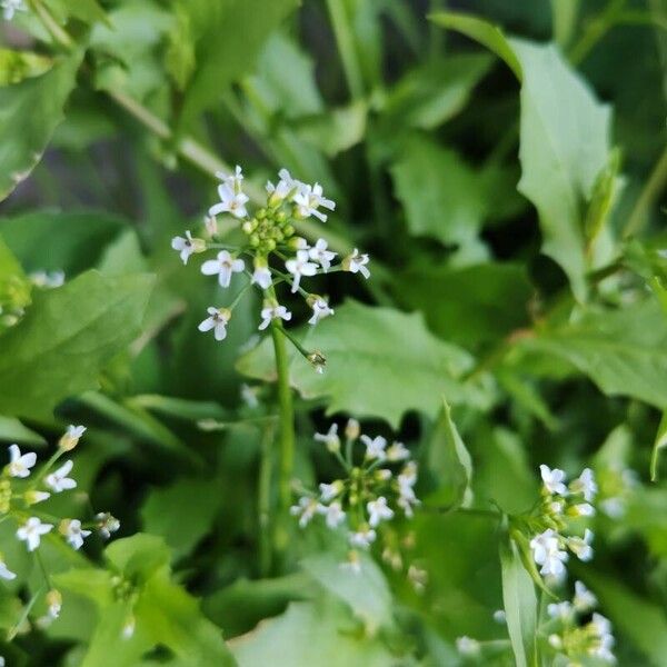 Calepina irregularis Žiedas