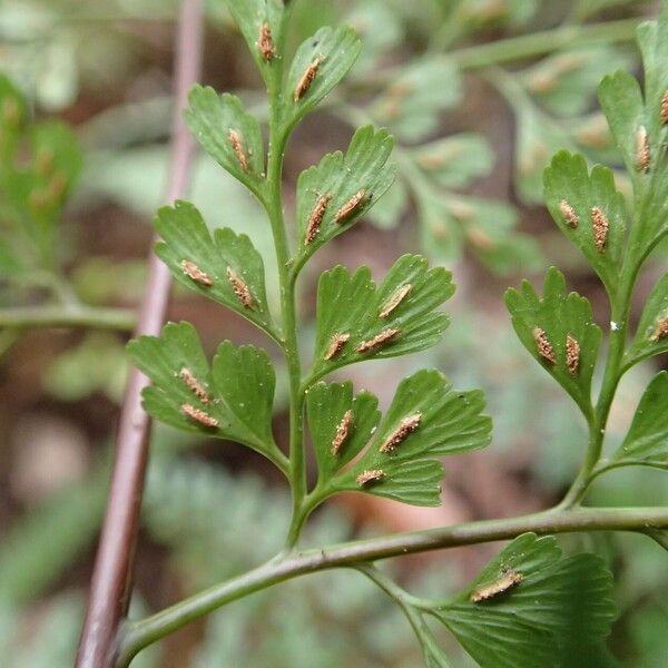 Asplenium laserpitiifolium Habit