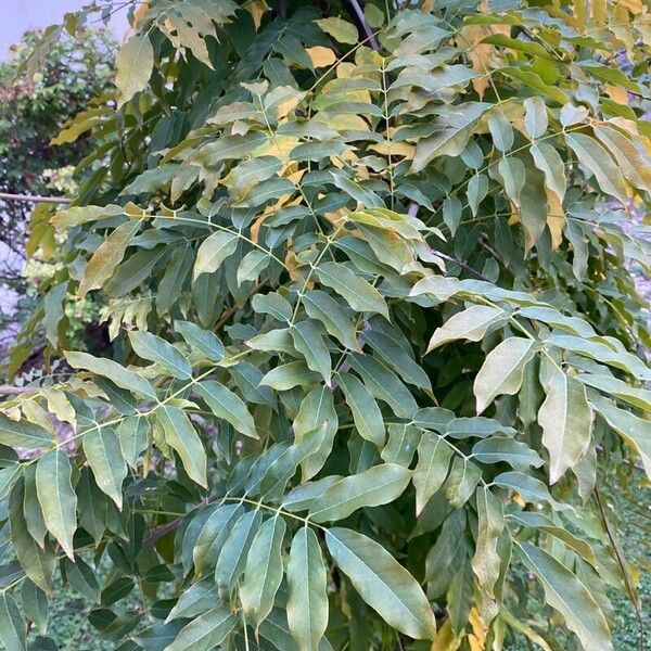 Wisteria floribunda Blad