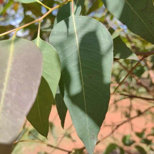 Eucalyptus robusta Lapas