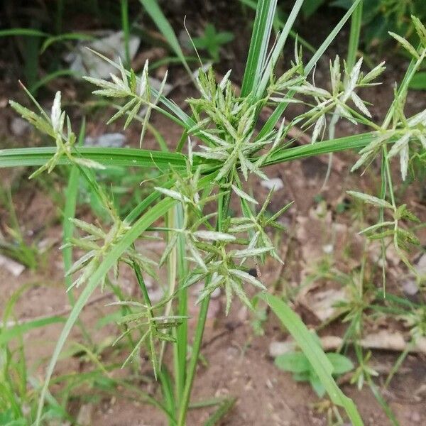 Cyperus esculentus Blüte