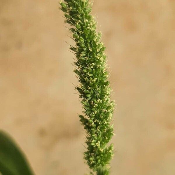 Setaria verticillata Цветок