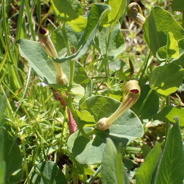 Aristolochia paucinervis अन्य