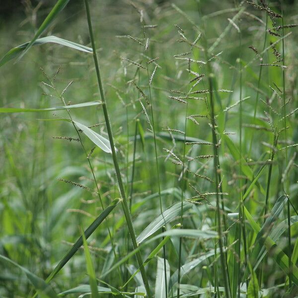 Urochloa mutica Blüte