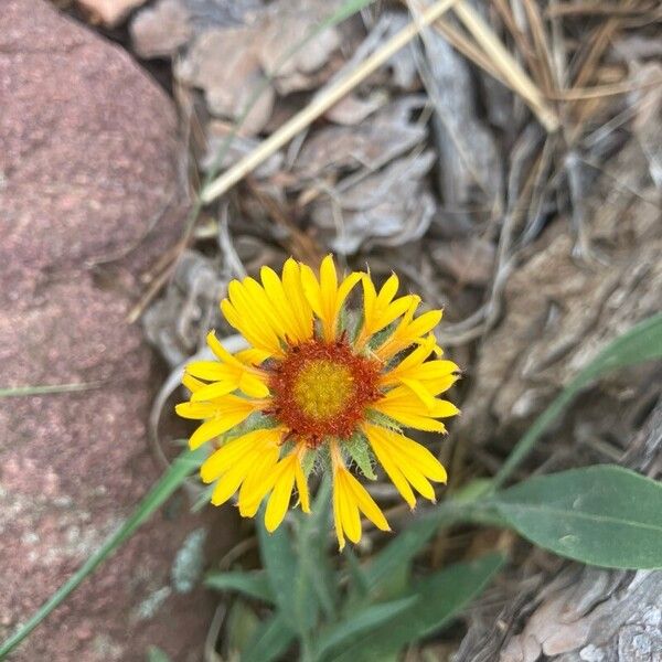 Gaillardia pinnatifida Flower