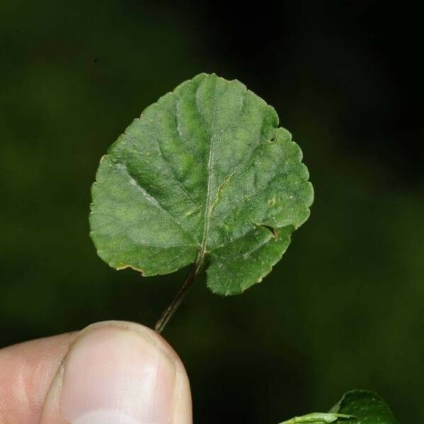 Viola riviniana Frunză