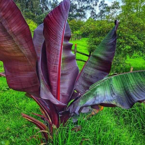 Ensete ventricosum Folha