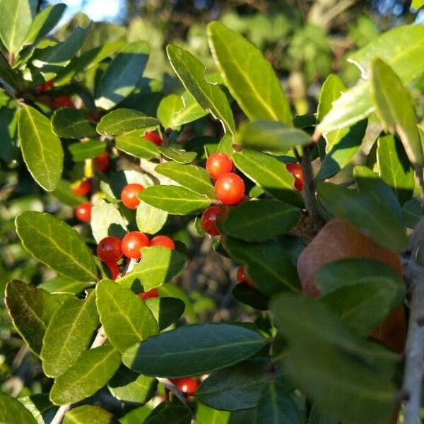 Ilex vomitoria Lehti