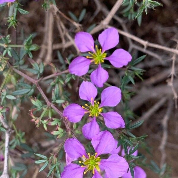 Fagonia cretica Kukka