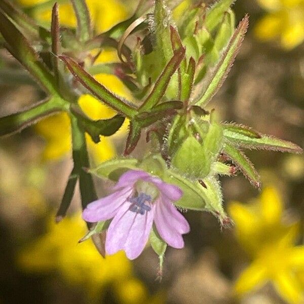 Geranium dissectum Kukka