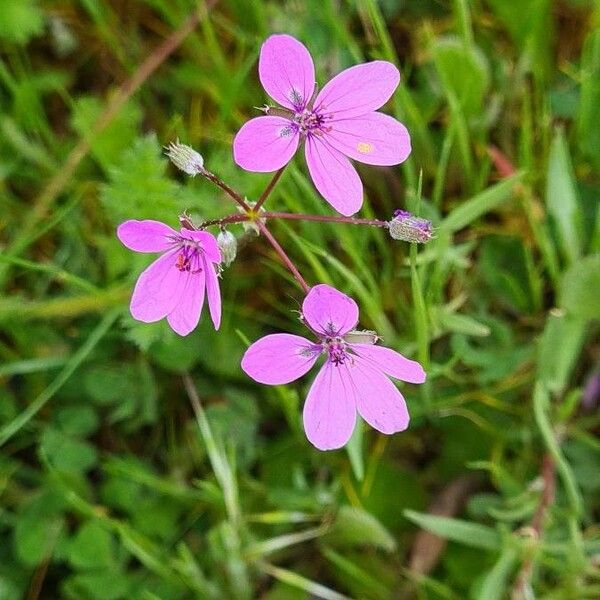 Erodium aethiopicum Flor