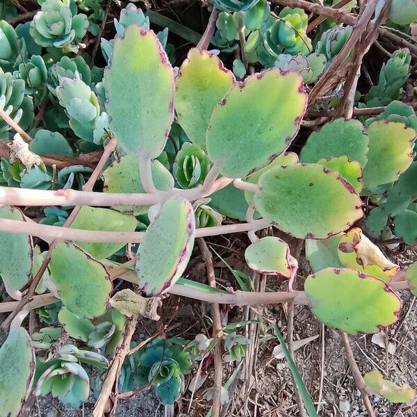 Kalanchoe fedtschenkoi Лист