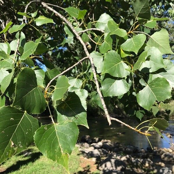 Populus × canadensis Лист