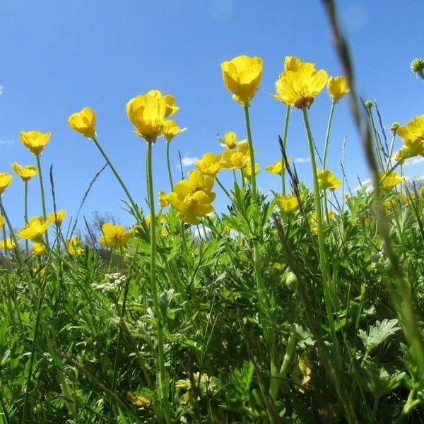 Ranunculus bulbosus Çiçek