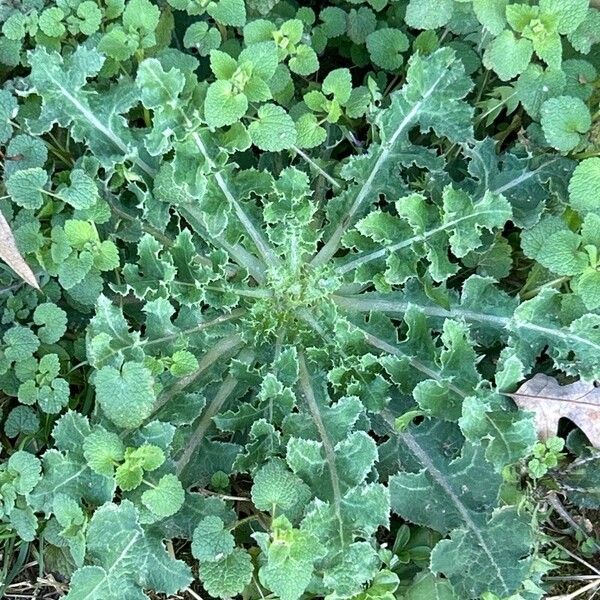 Sonchus asper Leaf