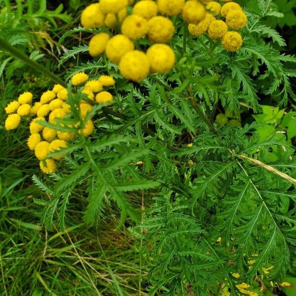 Tanacetum vulgare Flower